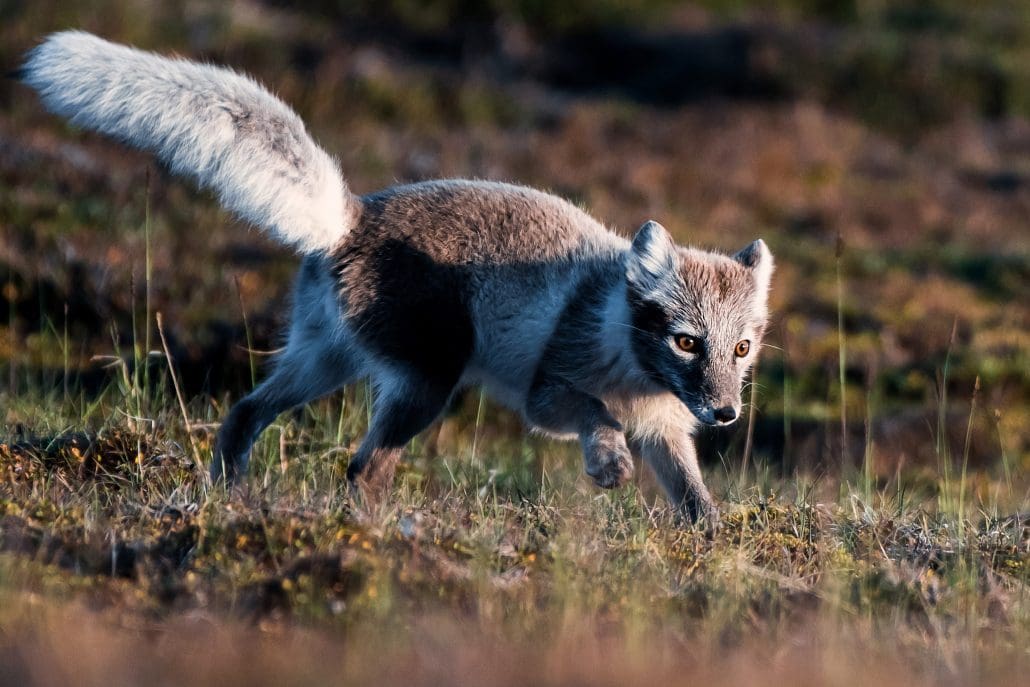 Arctic fox