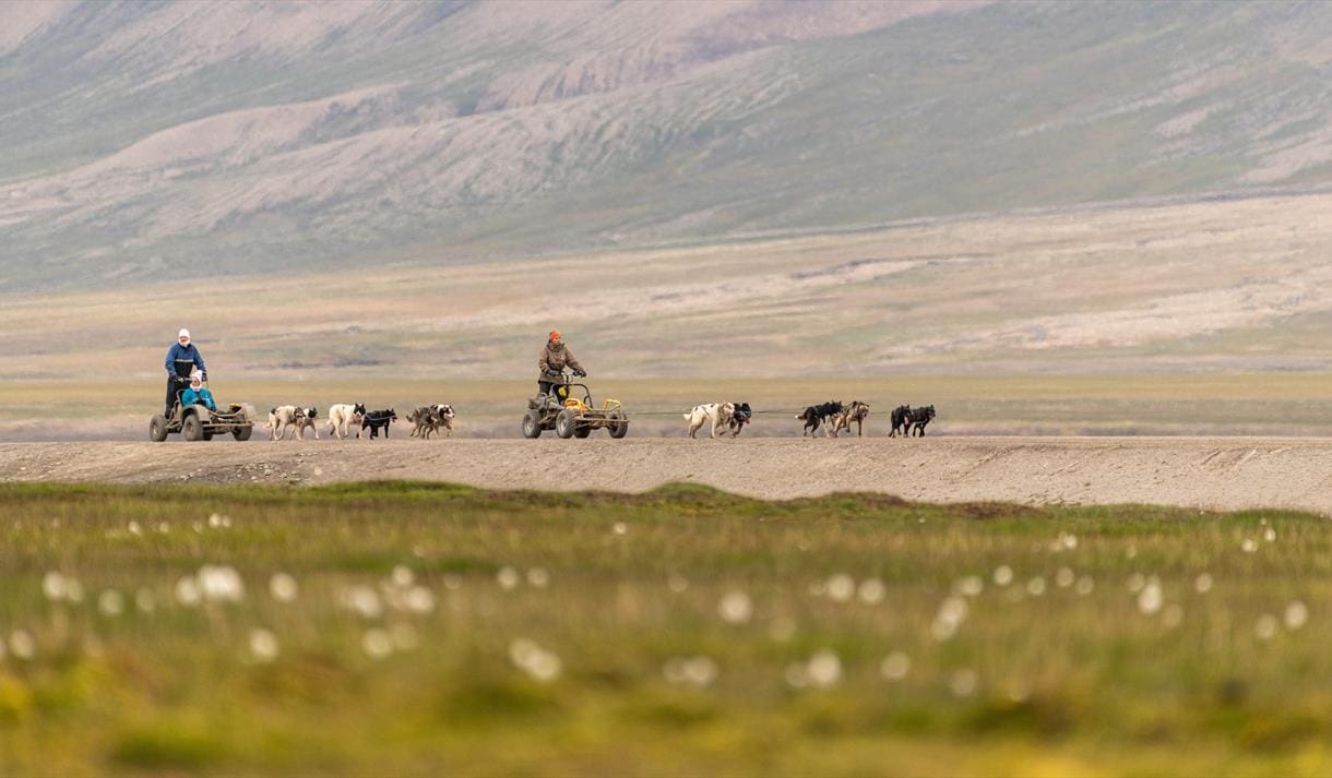 dogsledding in longyerabyen during summer