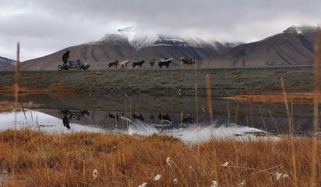 dogsledding on wheels