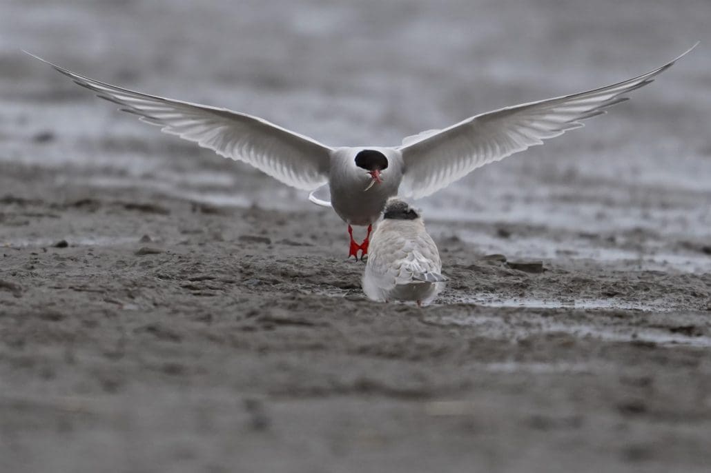 Arctic Tern by Anita Rude