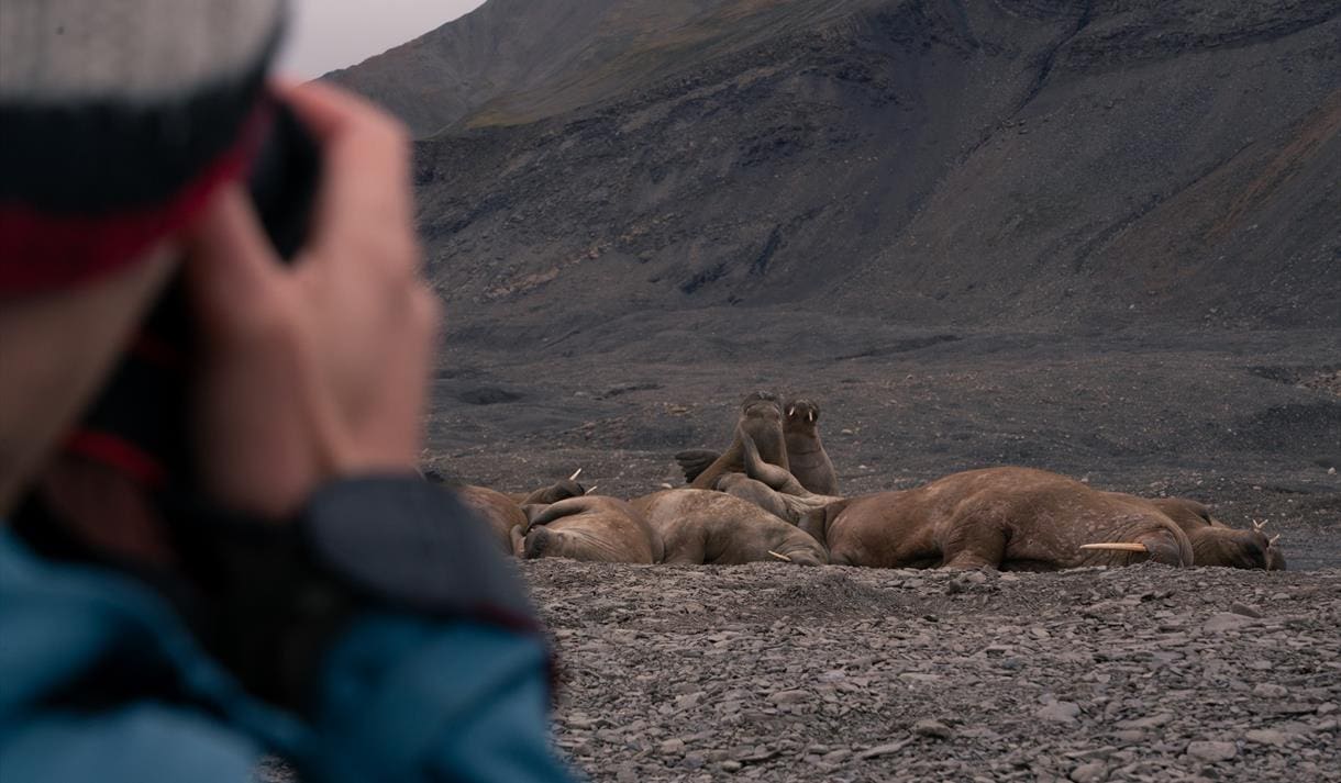 Walrus Safari – Two tons of Happiness