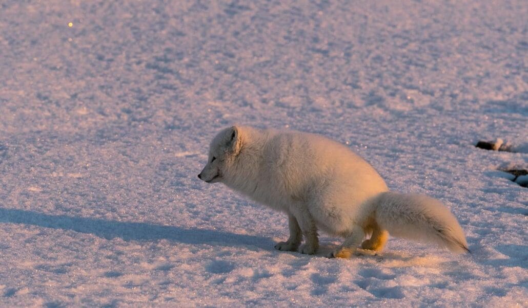 Afternoon Photography & Wildlife hiking tour around Longyearbyen